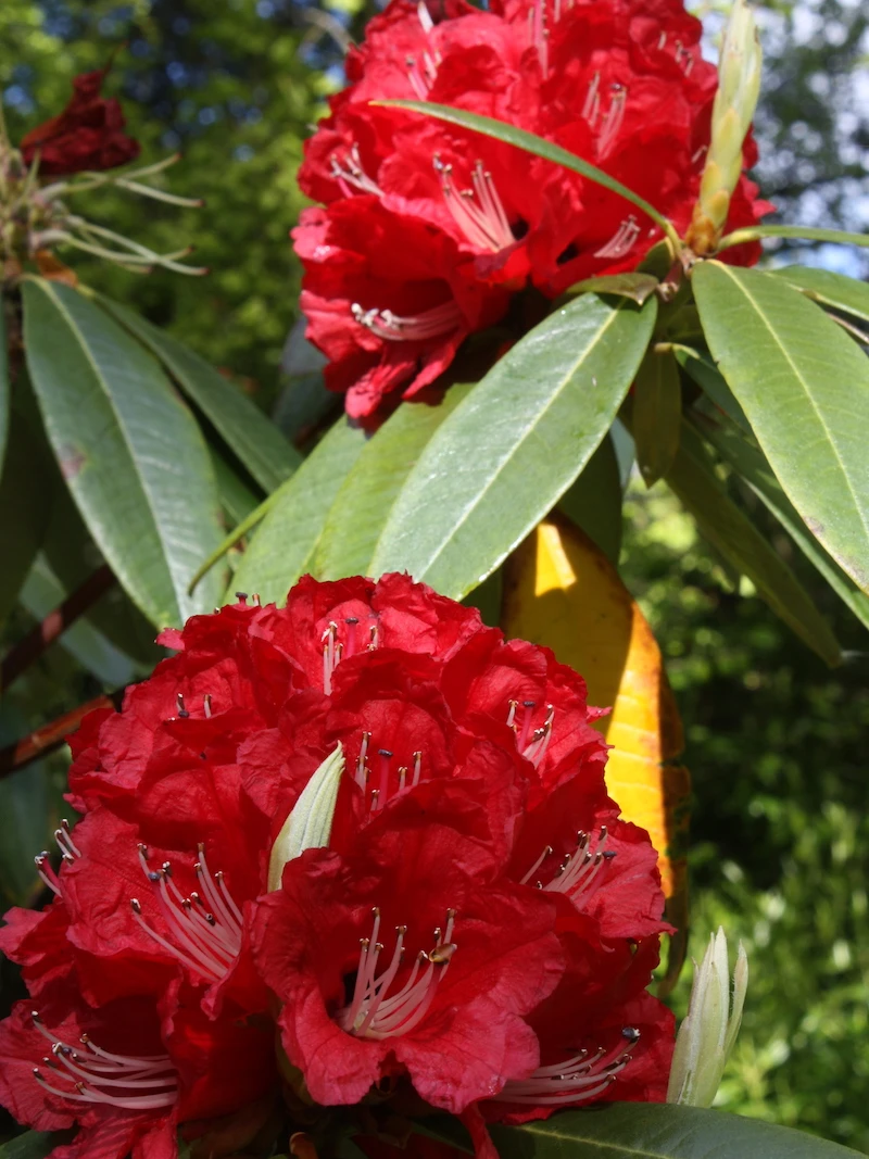 R. arboreum